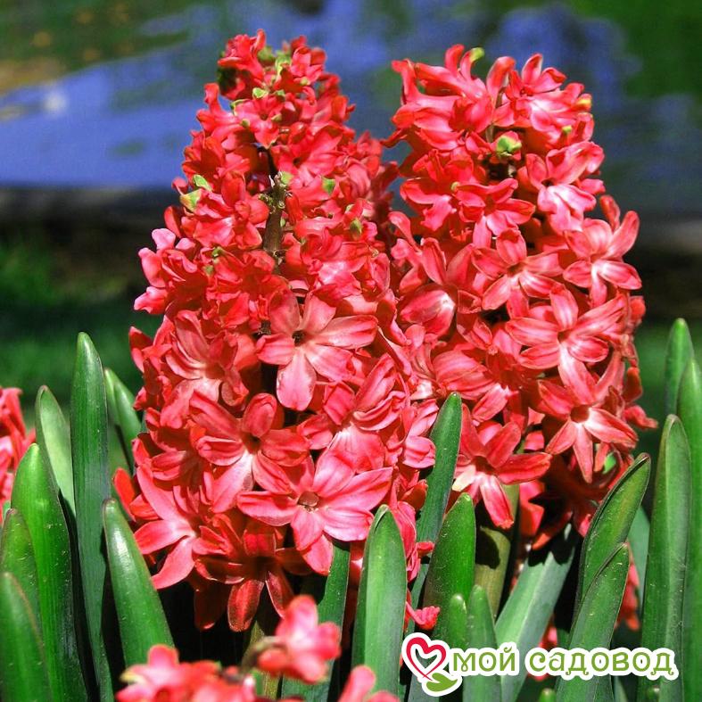 Гиацинт Ред Меджик