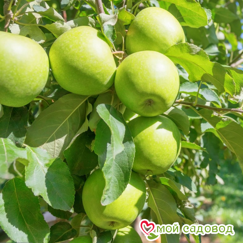 Ренет Симиренко