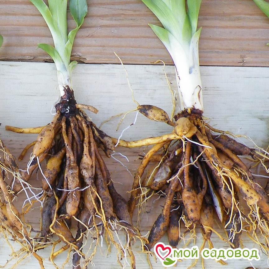 Лилейник Форест Черз